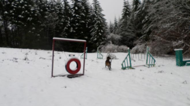 Notre terrain d'agility